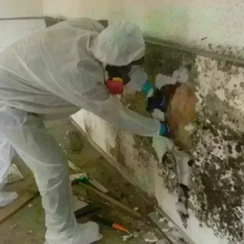 Mold Remediation and Removal in Youngsville, NC